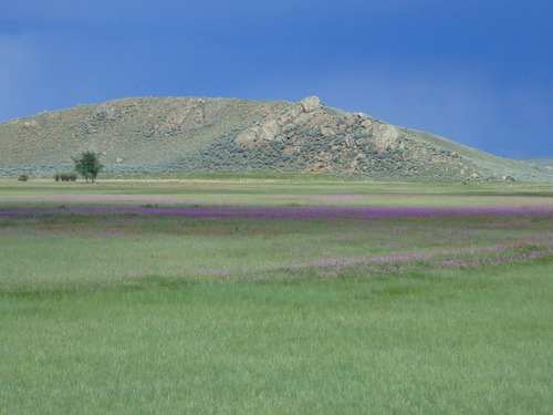 GDMBR: A beautiful line of purple flowers under a cloud shadow.